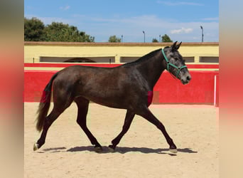 PRE Mestizo, Yegua, 4 años, 161 cm, Tordo