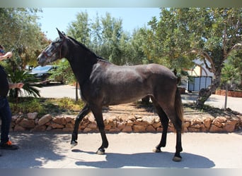 PRE Mestizo, Yegua, 4 años, 161 cm, Tordo