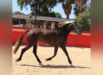 PRE Mestizo, Yegua, 4 años, 161 cm, Tordo