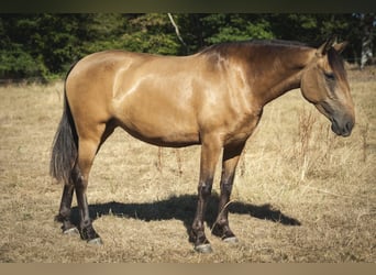 PRE, Yegua, 4 años, 162 cm, Buckskin/Bayo