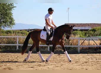 PRE Mestizo, Yegua, 4 años, 162 cm, Castaño