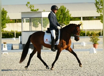 PRE Mestizo, Yegua, 4 años, 162 cm, Castaño