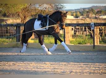 PRE Mestizo, Yegua, 4 años, 162 cm, Castaño