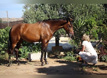 PRE Mestizo, Yegua, 4 años, 162 cm, Castaño