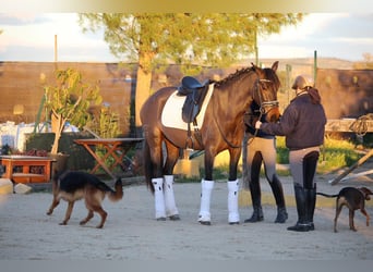 PRE Mestizo, Yegua, 4 años, 162 cm, Castaño