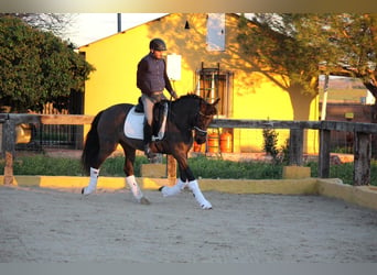 PRE Mestizo, Yegua, 4 años, 162 cm, Castaño