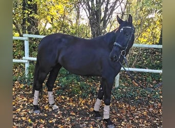 PRE, Yegua, 4 años, 162 cm, Negro