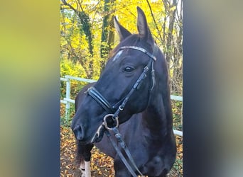 PRE, Yegua, 4 años, 162 cm, Negro