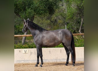 PRE, Yegua, 4 años, 162 cm, Tordo