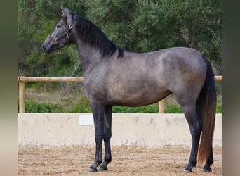 PRE, Yegua, 4 años, 162 cm, Tordo