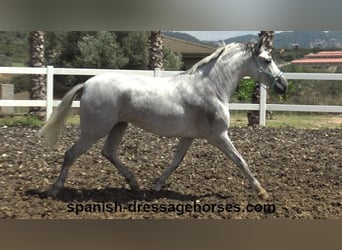 PRE Mestizo, Yegua, 4 años, 162 cm, Tordo