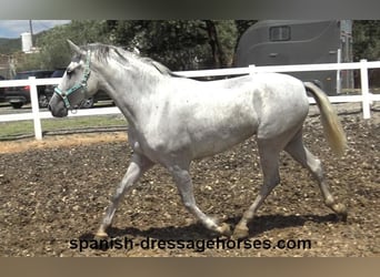 PRE Mestizo, Yegua, 4 años, 162 cm, Tordo