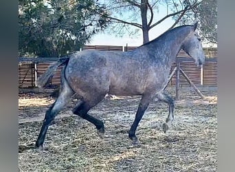 PRE, Yegua, 4 años, 162 cm, Tordo PRE, Yegua, 4 años, 162 cm, Tordo
