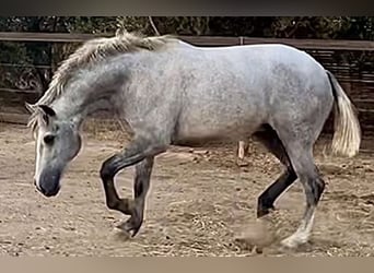 PRE, Yegua, 4 años, 162 cm, Tordo PRE, Yegua, 4 años, 162 cm, Tordo