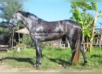 PRE, Yegua, 4 años, 162 cm, Tordo rodado