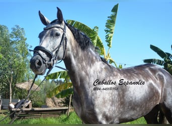 PRE, Yegua, 4 años, 162 cm, Tordo rodado