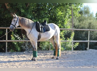 PRE, Yegua, 4 años, 162 cm, Tordo