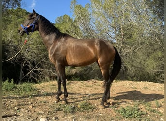 PRE, Yegua, 4 años, 163 cm, Castaño oscuro