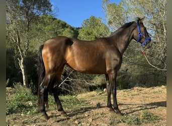 PRE, Yegua, 4 años, 163 cm, Castaño oscuro