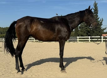 PRE, Yegua, 4 años, 163 cm, Castaño oscuro