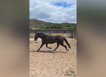 PRE, Yegua, 4 años, 163 cm, Negro