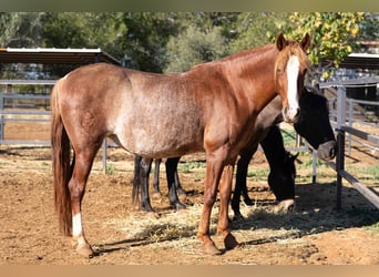 PRE Mestizo, Yegua, 4 años, 164 cm, Rabicano