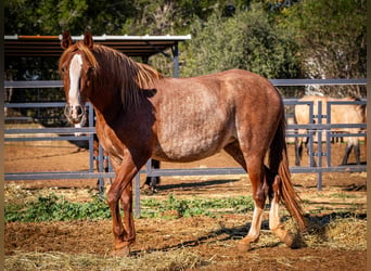 PRE Mestizo, Yegua, 4 años, 164 cm, Rabicano