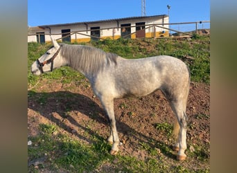 PRE, Yegua, 4 años, 164 cm, Tordo