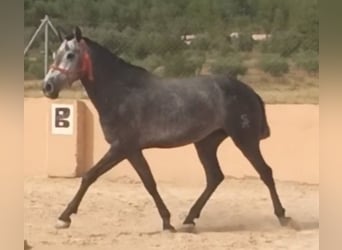 PRE, Yegua, 4 años, 164 cm, Tordo rodado