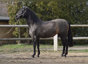 PRE Mestizo, Yegua, 4 años, 165 cm