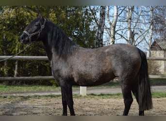 PRE Mestizo, Yegua, 4 años, 165 cm