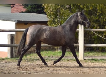 PRE Mestizo, Yegua, 4 años, 165 cm