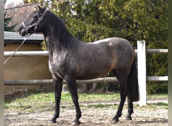 PRE Mestizo, Yegua, 4 años, 165 cm