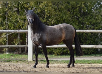 PRE Mestizo, Yegua, 4 años, 165 cm