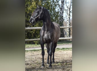 PRE Mestizo, Yegua, 4 años, 165 cm