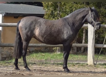 PRE Mestizo, Yegua, 4 años, 165 cm