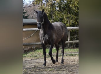 PRE Mestizo, Yegua, 4 años, 165 cm