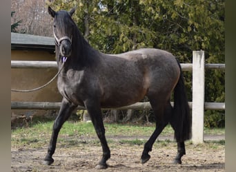 PRE Mestizo, Yegua, 4 años, 165 cm