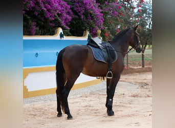 PRE Mestizo, Yegua, 4 años, 165 cm, Castaño