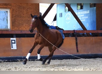 PRE, Yegua, 4 años, 165 cm, Castaño