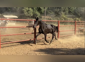 PRE, Yegua, 4 años, 165 cm, Negro