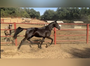 PRE, Yegua, 4 años, 165 cm, Negro