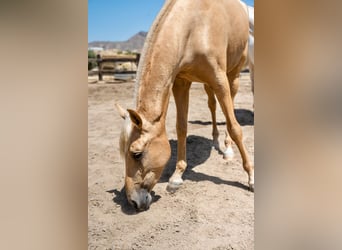 PRE, Yegua, 4 años, 165 cm, Palomino