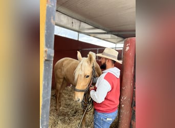 PRE, Yegua, 4 años, 165 cm, Palomino