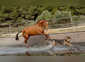 PRE Mestizo, Yegua, 4 años, 166 cm, Alazán