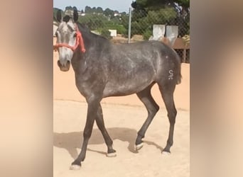 PRE, Yegua, 4 años, 166 cm, Tordo rodado