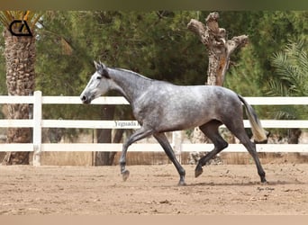 PRE, Yegua, 4 años, 166 cm, Tordo rodado