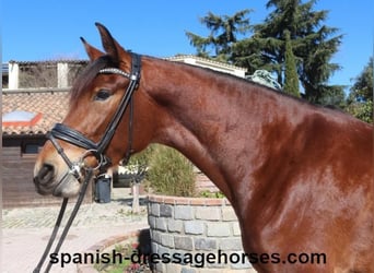 PRE Mestizo, Yegua, 4 años, 167 cm, Castaño