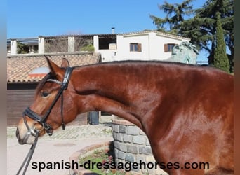 PRE Mestizo, Yegua, 4 años, 167 cm, Castaño