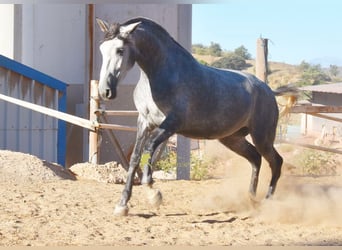PRE, Yegua, 4 años, 167 cm, Tordo